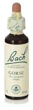 Bach 13 Ginster 20 ml Bach 13 Ginster 20 ml